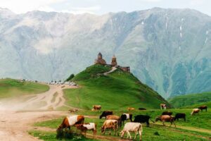 Stado krów przed monastyrem Gergetis Sameba w Stepancminda/Kazbegi w Gruzji, wysokie góry w tle