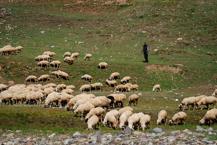 Stada owiec z pasterzem w górach Gruzji