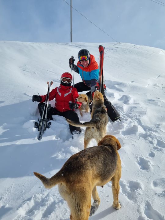 dwaj narciarze i trzy psy w śniegu, Gudauri, Gruzja