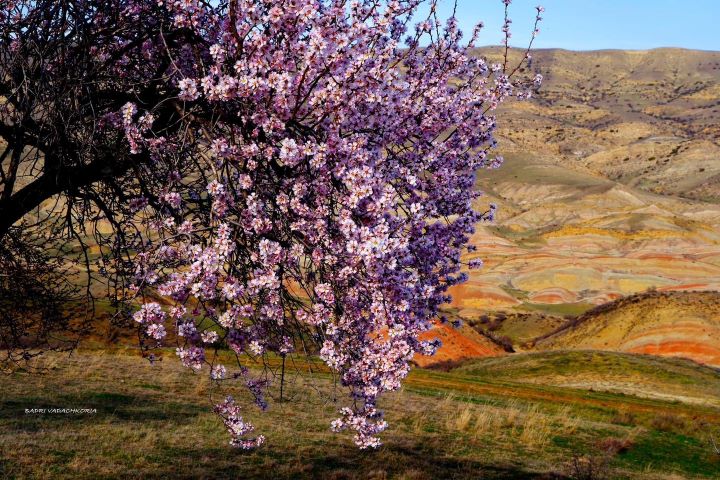 Na tle kwitnącego drzewa widać kolorowe górki. Gruzja