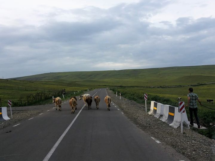Rozległy krajobraz z zielonymi pagórkami. Ulica prowadzi w prost, a na niej 7 krów, obok ulicy pasterz. Gruzja